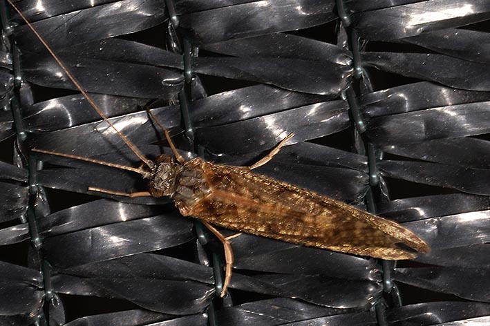 Hydropsychidae